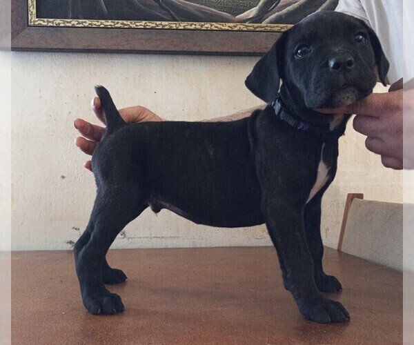 Medium Photo #2 Cane Corso Puppy For Sale in GRENVILLE, NM, USA