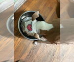 Small #10 American Pit Bull Terrier