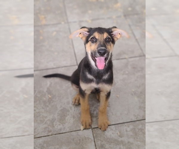 Medium Photo #1 German Shepherd Dog Puppy For Sale in WARREN, MA, USA