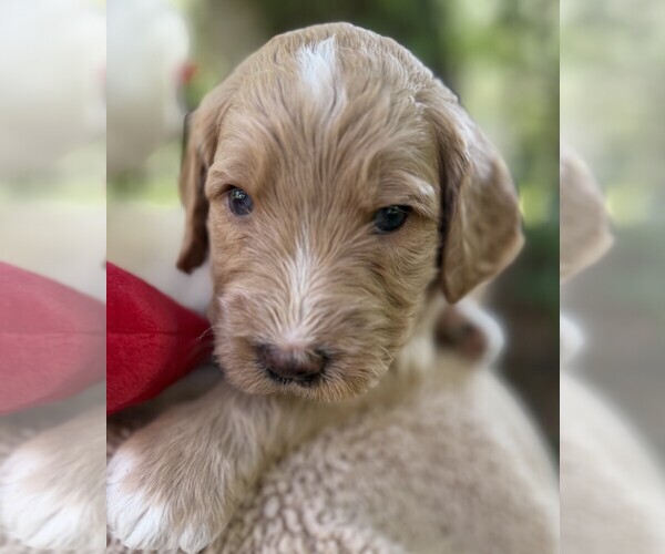 Medium Photo #95 Goldendoodle Puppy For Sale in PIERSON, FL, USA