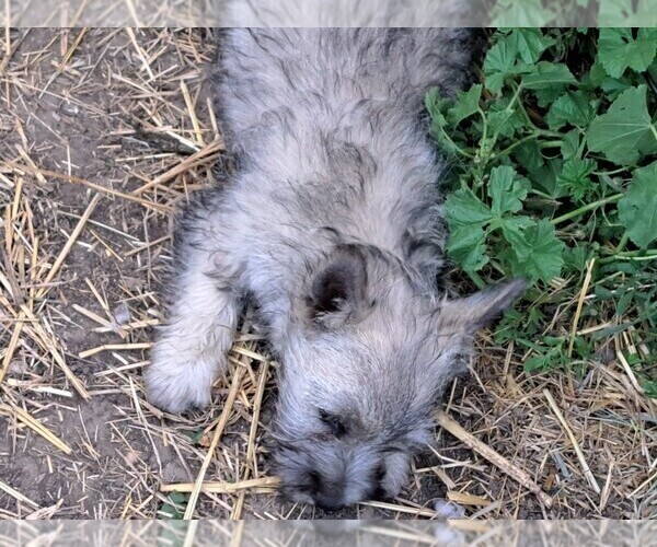 Medium Photo #4 Cairn Terrier Puppy For Sale in WHITEWOOD, SD, USA