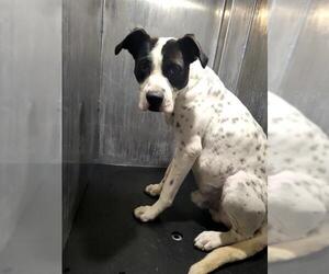 Dalmatian-Unknown Mix Dogs for adoption in San Antonio, TX, USA