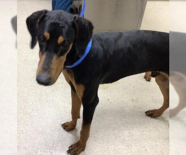 Medium Photo #1 Doberman Pinscher Puppy For Sale in Riverside, CA, USA