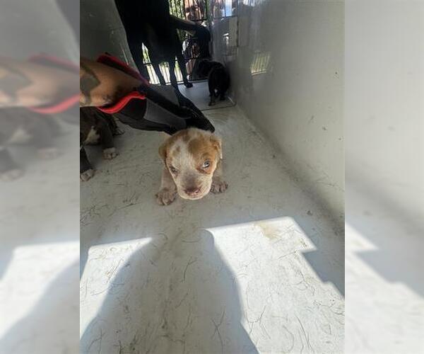 Medium Photo #1 American Pit Bull Terrier Puppy For Sale in Houston, TX, USA
