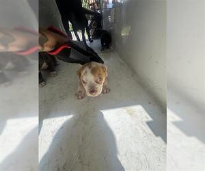 American Pit Bull Terrier Dogs for adoption in Houston, TX, USA