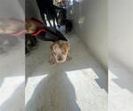 Small American Pit Bull Terrier