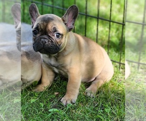 French Bulldog Puppy for sale in SOLWAY, MN, USA