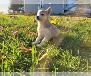Akita-Alaskan Husky Mix Puppy for Sale in CLAYPOOL, Indiana USA