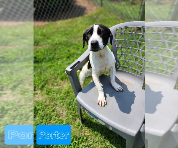 Medium Photo #3 Mutt Puppy For Sale in Mooresville, NC, USA
