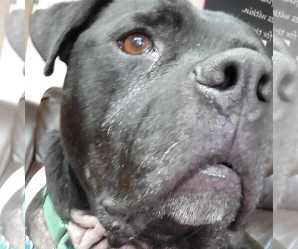 Medium Photo #9 American Pit Bull Terrier Puppy For Sale in Fargo, ND, USA