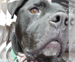 Small #8 American Pit Bull Terrier