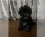 Small #6 Poodle (Miniature)