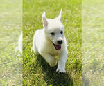 Image preview for Ad Listing. Nickname: Sasha