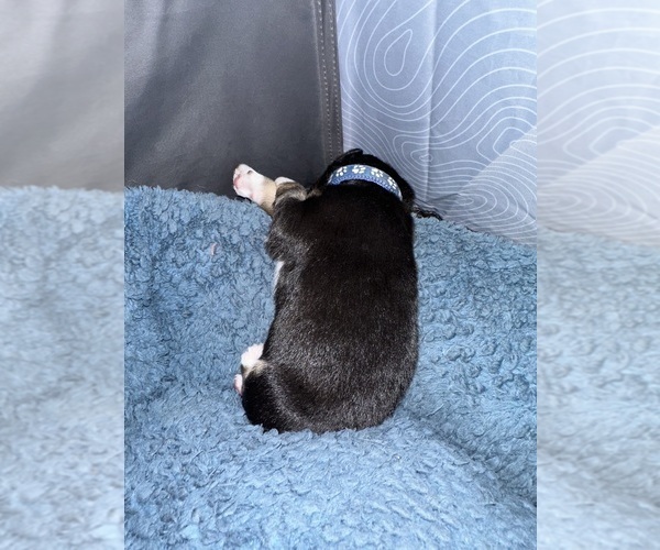 Medium Photo #5 Australian Shepherd Puppy For Sale in NEW BRAUNFELS, TX, USA