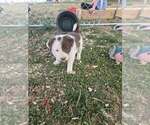Puppy Dandy Border Collie