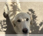 Small Labrador Retriever