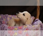 Puppy Royce English Cream Golden Retriever