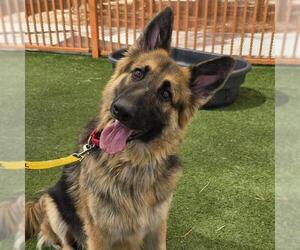 German Shepherd Dog-Unknown Mix Dogs for adoption in Las Vegas, NV, USA