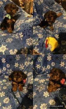 Medium Photo #1 Morkie Puppy For Sale in HILLSBORO, TX, USA