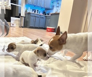 Jack Russell Terrier Litter for sale in HARRISVILLE, RI, USA
