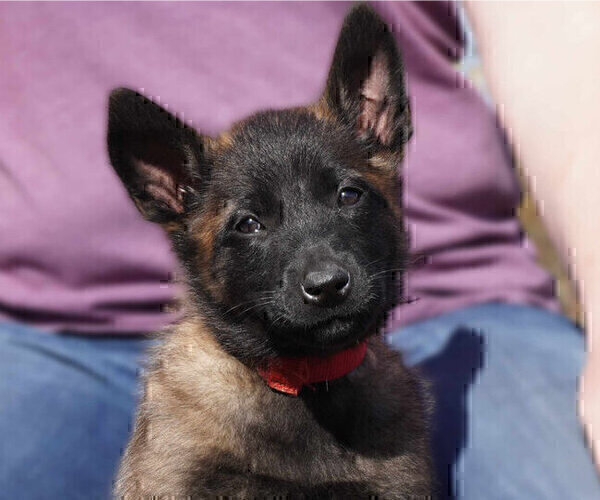 Medium Photo #10 Belgian Malinois Puppy For Sale in THAYER, MO, USA