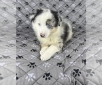 Puppy Girl Two Australian Shepherd