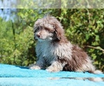 Small #16 ShihPoo