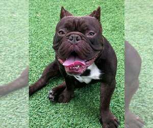 Ansel - Male French Bulldog-Unknown Mix Dog for Adoption - Photo #2