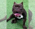 Small Photo #2 French Bulldog-Unknown Mix Puppy For Sale in oakland, FL, USA