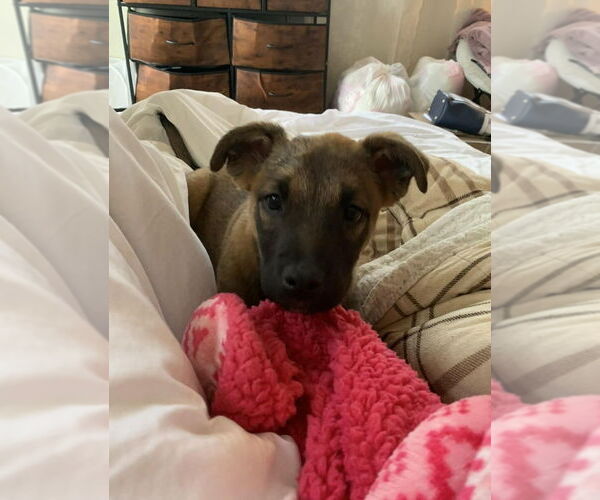 Medium Photo #4 Mutt Puppy For Sale in Imlay City, MI, USA