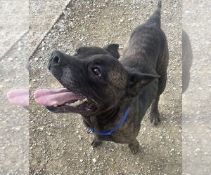 Anyra - Female Mutt Dog for Adoption - Photo #4