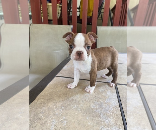 Medium Photo #1 Boston Terrier Puppy For Sale in EL DORADO, AR, USA