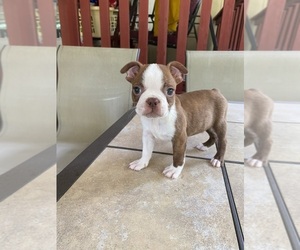 Boston Terrier Puppy for sale in EL DORADO, AR, USA