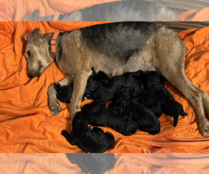 Airedoodle Puppy for sale in NICKERSON, KS, USA