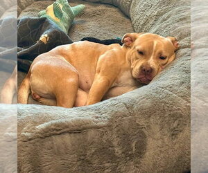 Saleta - Female Mutt Dog for Adoption - Photo #7