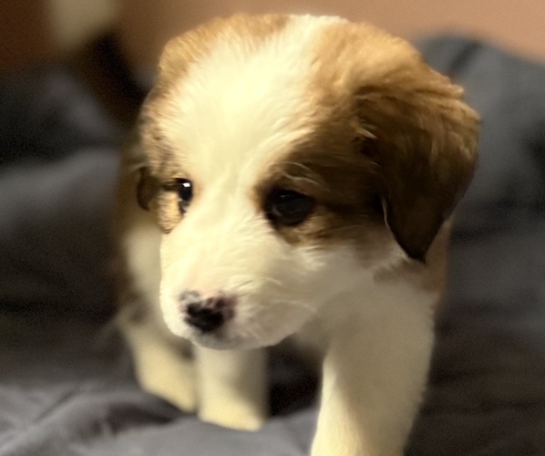 Medium Photo #4 Great Bernese Puppy For Sale in SPRINGFIELD, OH, USA