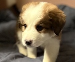 Small #3 Great Bernese