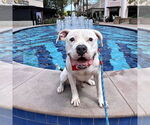 Small #6 American Staffordshire Terrier Mix