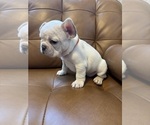 Small #1 French Bulldog