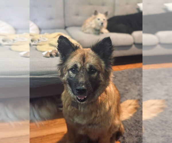 Medium Photo #5 Mutt Puppy For Sale in Holly Springs, NC, USA