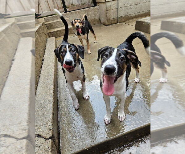 Medium Photo #4 Coonhound-Unknown Mix Puppy For Sale in Chicago, IL, USA