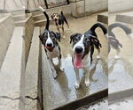 Small #3 Coonhound Mix