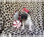 Small #2 Pug