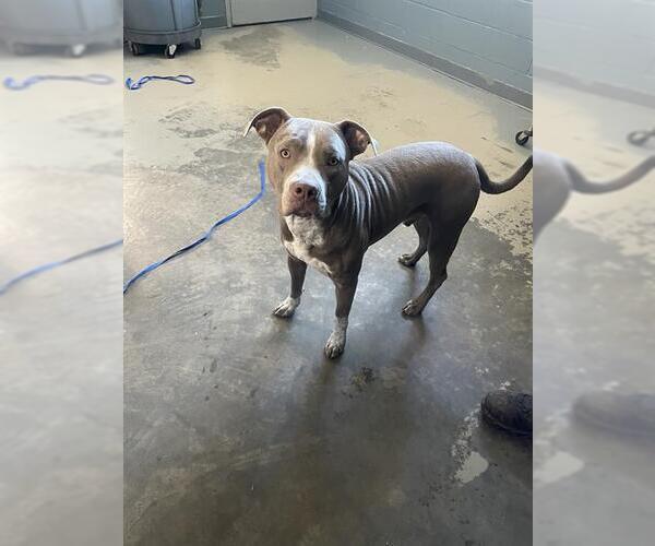 Medium Photo #1 American Staffordshire Terrier-Unknown Mix Puppy For Sale in Tallahassee, FL, USA