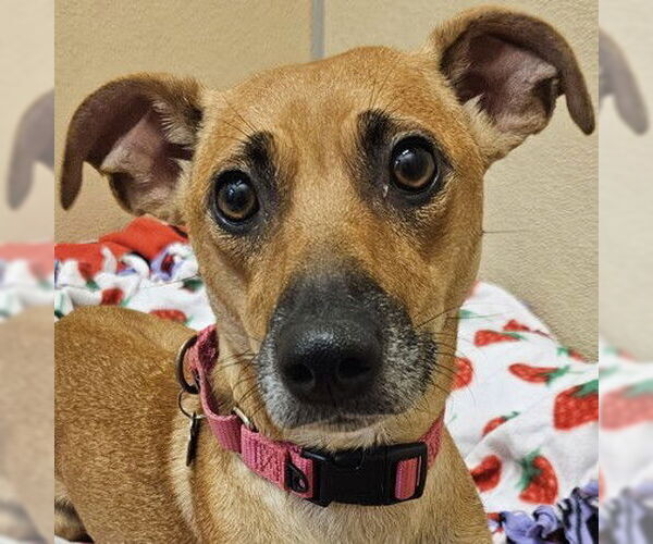 Medium Photo #1 Mutt Puppy For Sale in Pleasanton, CA, USA