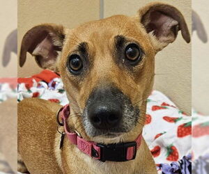 Mutt Dogs for adoption in Pleasanton, CA, USA