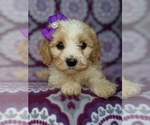 Small Photo #6 Cavachon Puppy For Sale in LANCASTER, PA, USA