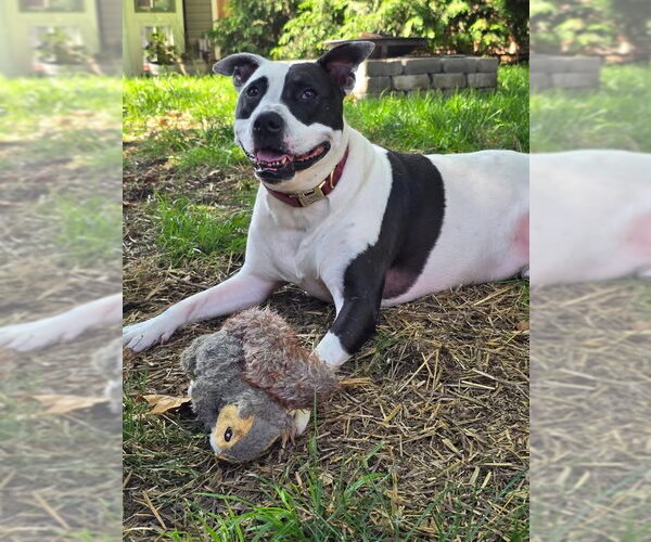 Medium Photo #3 American Pit Bull Terrier Puppy For Sale in Germantown, OH, USA
