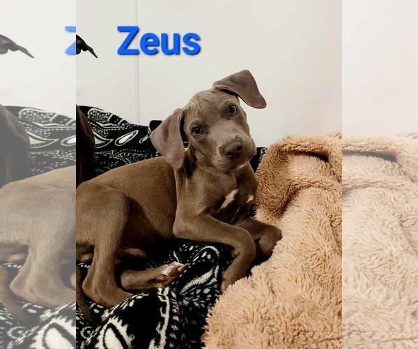 Medium Photo #3 American Pit Bull Terrier-Unknown Mix Puppy For Sale in Des Moines, IA, USA