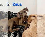 Small #2 American Pit Bull Terrier Mix